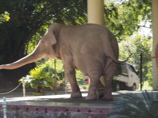 Yangon • Les éléphants blancs ( Myanmar,  )