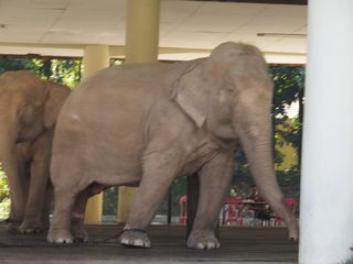 Yangon • Les éléphants blancs ( Myanmar,  )
