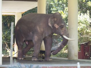 Yangon • Les éléphants blancs ( Myanmar,  )