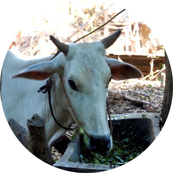 Myanmar, char à boeufs, Bagan • Myanmar