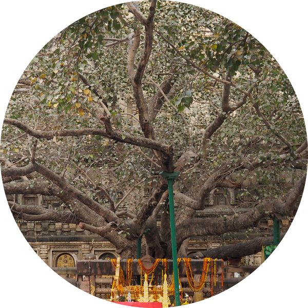 monk at the temple, Bodhgaya, Bihar • India