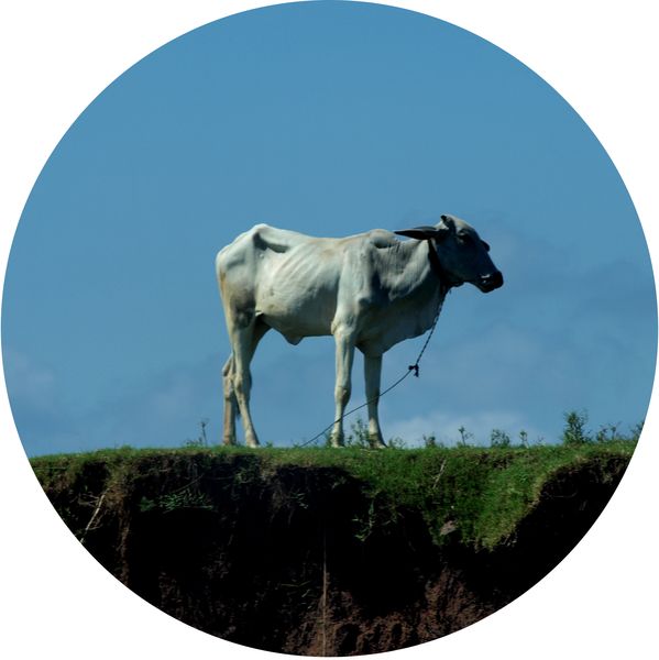 une vache sur le bord du Mékong, Mékong de Chau Doc à Phnom Penh • Cambodge