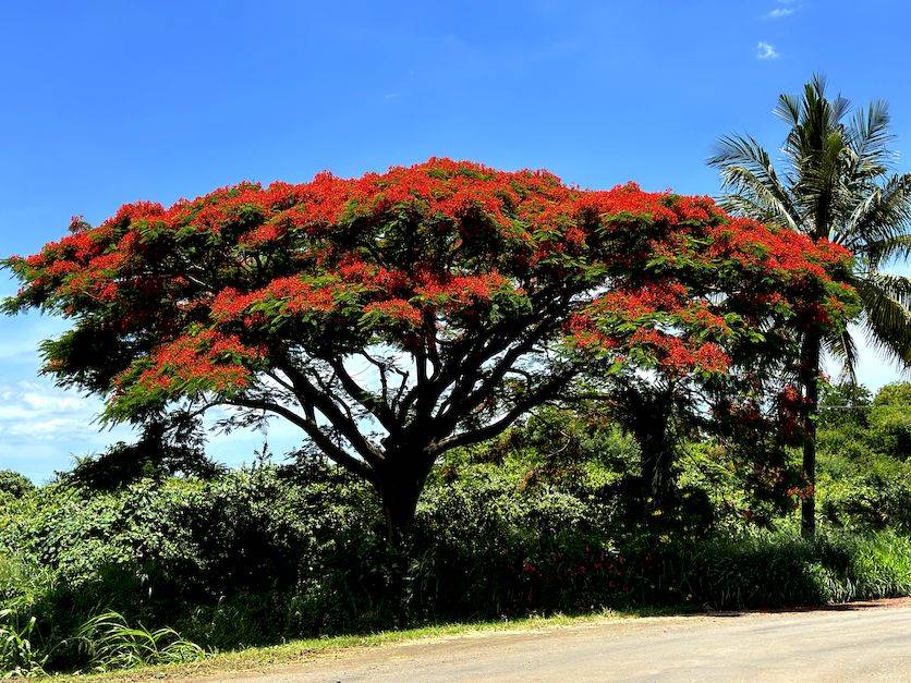 Ile Maurice flamboyant en fleur