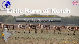 Little Rann of Kutch • Gujarat, India • Wild asses and birds