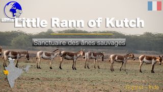 Little Rann of Kutch • Gujarat, Inde • Ânes sauvages et oiseaux