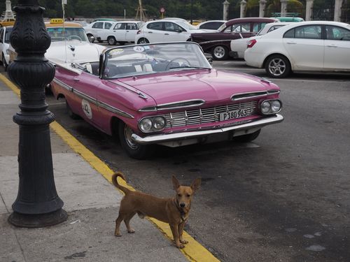 Oldtimer in Havana