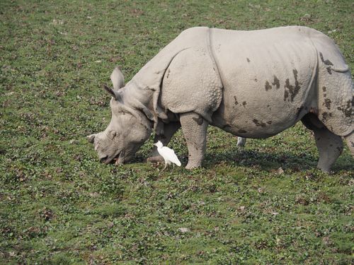 rhinoceros in Kazingara parc