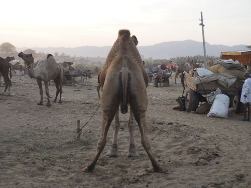 Camel festival, Pushkar